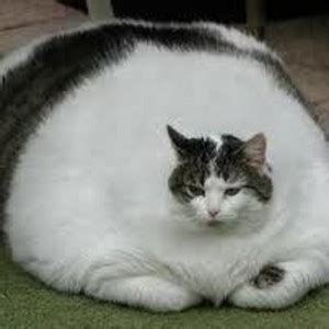 gros chatte|grosse chatte .